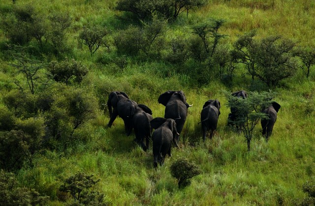 Elephants herd Boma National Park
